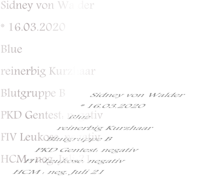 Sidney von Walder * 16.03.2020 Blue reinerbig Kurzhaar Blutgruppe B PKD Gentest: negativ FIV Leukose: negativ HCM : neg. Juli 21