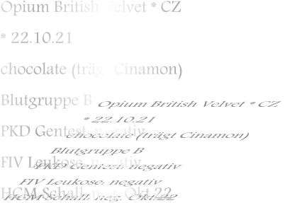 Opium British Velvet * CZ * 22.10.21 chocolate (trägt Cinamon) Blutgruppe B PKD Gentest: negativ FIV Leukose: negativ HCM Schall: neg. Okt.22